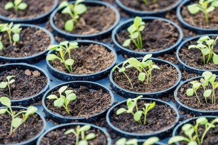 Bild 1 von Gemüsesamen 20 Sorten Samenset Geschenkset für Haus, Balkon und Garten (4)