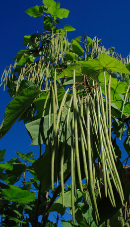 20 Samen Schlangenbohne Spargelbohne/Meterbohnen bis zu 1m lange Riesenbohnen