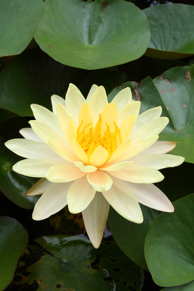 Bild 1 von Lotus gelb Nelumbo nucifera 3 Samen
