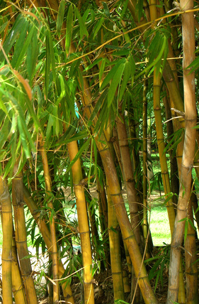 Bild 1 von Bambus Bambusa arundinacea 10 Samen