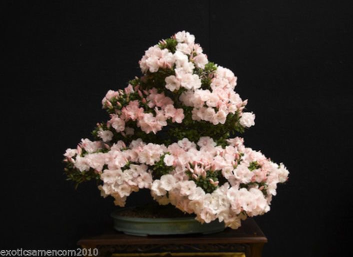 Bild 1 von Japanische Zierkirsche Prunus serrulata 1000 Samen Bonsai geeignet