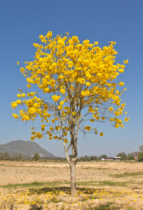 Bild 1 von Tabebuia argentea Tree of Gold Trompetenbaum 5 Samen
