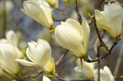 Bild 1 von Magnolie Magnolia Virginiana Sumpfmagnolie Rarität 3 Samen