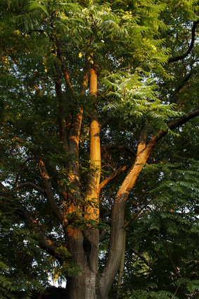 Bild 1 von Götterbaum Ailanthus altissima Bonsai geeignet 10 Samen