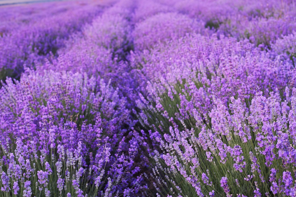 Bild 1 von Echter Lavendel Samen - Lavandula angustifolia - Lavendelsamen - Kräutersamen - für 50 Pflanzen