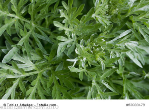Bild 1 von Absinth Wermut Artemisia absinthium 100 Samen