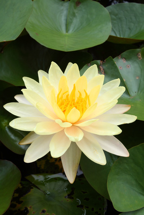 Bild 1 von Supereinfache Anzucht bereits angekerbte Samen Lotus Nelumbo Nucifera Mix 10 Samen