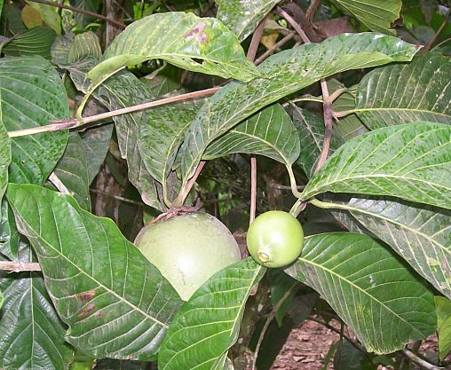 Bild 1 von Borojoa patinoi Liebesfrucht extrem selten 5 Samen Bonsai geeignet
