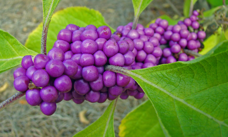 Callicarpa americana / 100 Samen Amerikanische Schönfrucht, Beautyberry Seeds 