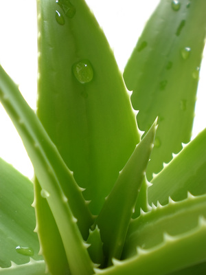 Bild 1 von  Echte Aloe Vera bardensis miller 5 Samen