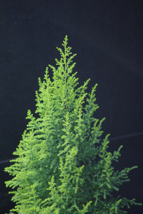 Bild 1 von Monterey Zypresse Cupressus macrocarpa 10 Samen