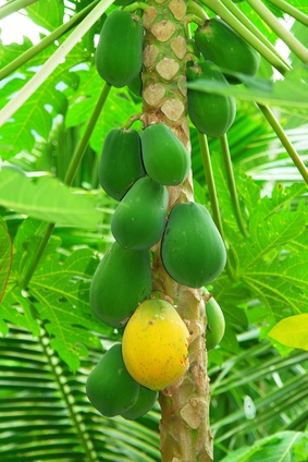 Bild 1 von Papayabaum - Carica papaya 10 Samen