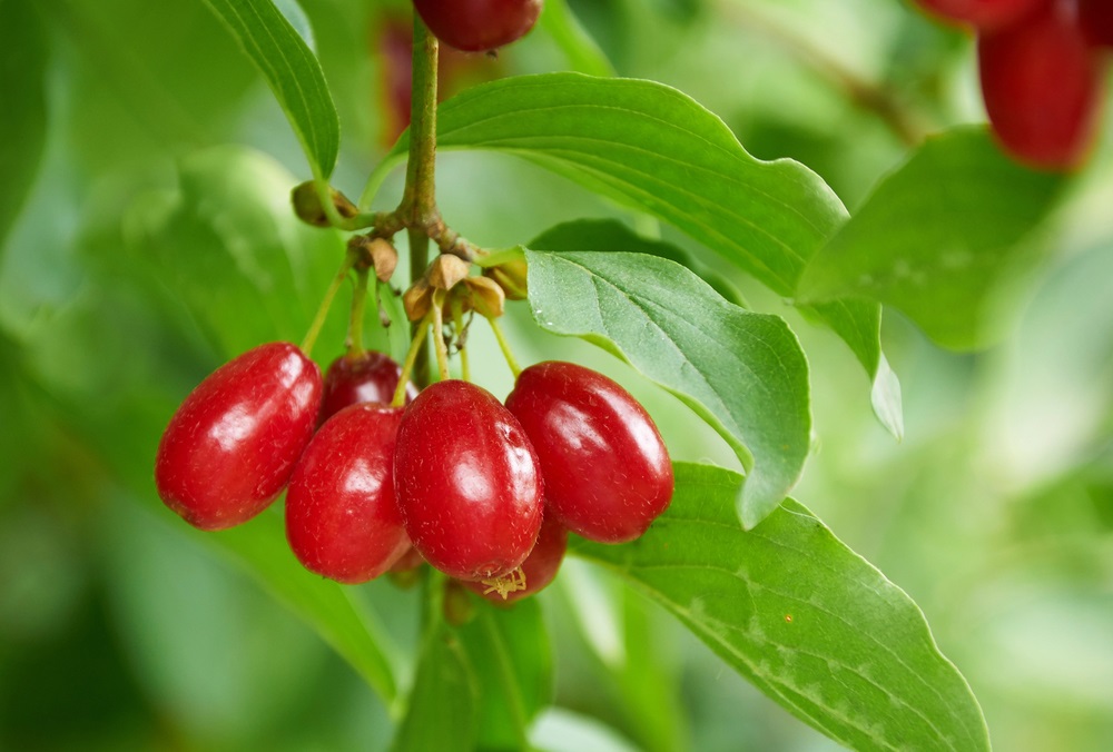 Bild 1 von Kornelkirsche Cornus mas Dirndlstrauch Herlitze 10 Samen