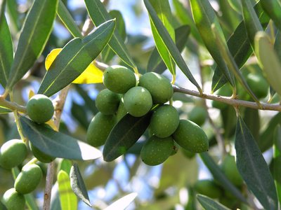 Bild 1 von Echte Olive Olea europea 10 Samen