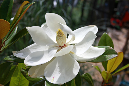 Bild 1 von Magnolie Magnolia doltsopa Tempelmagnolie 5 Samen