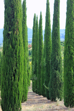 Bild 1 von Mittelmeer Zypresse Cupressus sempervirens Säulenzypresse 10 Samen