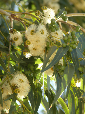 Bild 1 von Eukalyptus globulus 1000 Samen