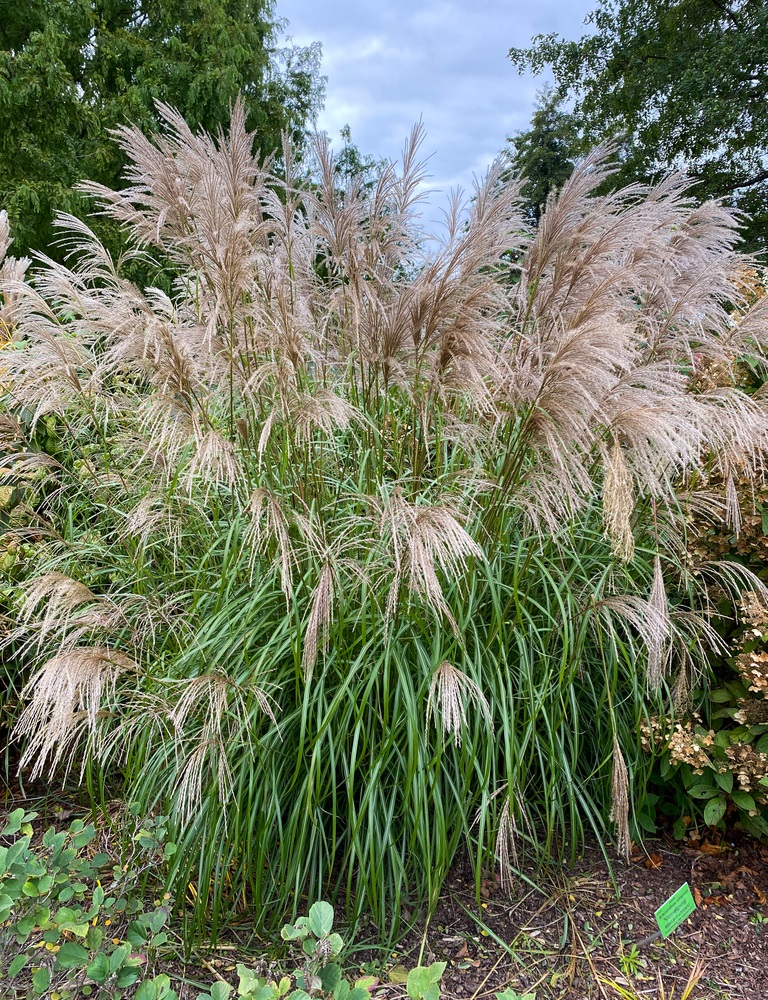 Bild 1 von Riesen Chinaschilf  Miscanthus sinensis 100 Samen  toller Blickfang geeignet als  Sichtschutz