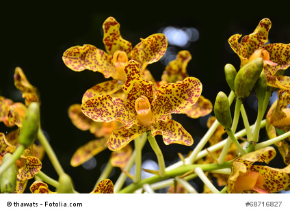 Bild 1 von Leopardenlilie Leopardenblume Belamcanda chinensis Blackberry Lily 10 Samen