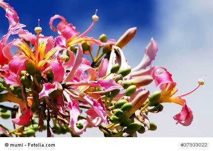 Bild 1 von Florettseidenbaum Ceiba speciosa Wollbaum Silk Floss Tree 5 Samen 