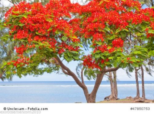 Bild 1 von Flammenbaum Delonix regia 100 Samen Bonsai geeignet