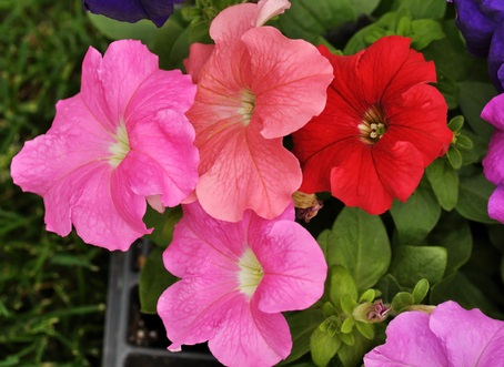Bild 1 von Petunie Petunia integrifolia bunte Mischung 1 Portion (ca. 100 Samen) Vorkultur Januar bis März