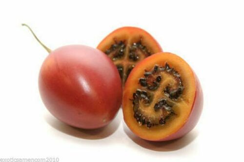 Bild 1 von Tamarillo Tropischer Tomatenbaum Solanum betaceum 5 Samen