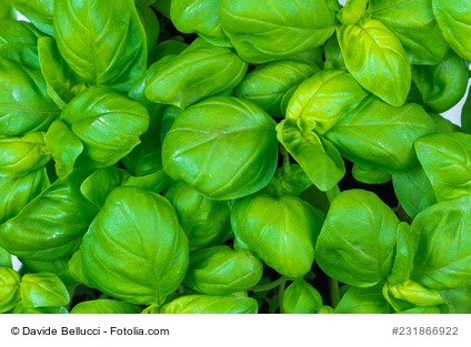 Bild 1 von Kräutersamen 14 Sorten Samenset Geschenkset für Haus, Balkon und Garten (5)