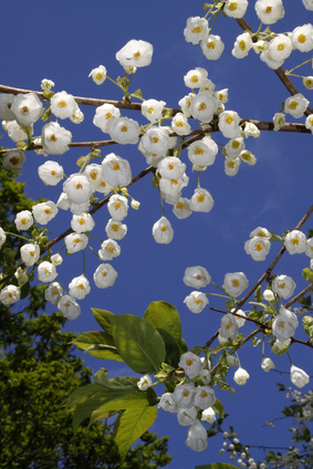 Bild 1 von Schneeglöckchenbaum Halesia carolina 5 Samen