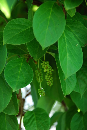 Bild 1 von Magnolienwein Schisandra chinensis 5 Samen