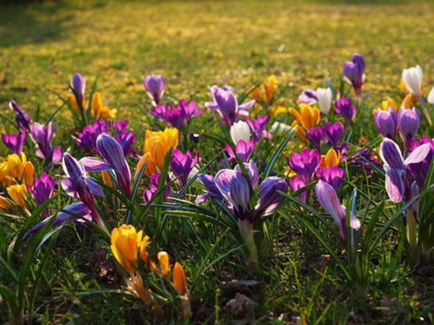 Bild 1 von Premium  Qualität Riesenkrokus Mischung 50 Knollen in den Farben Blau, Gelb, Weiß, Lila