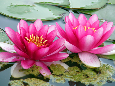 Bild 1 von Lotus Samen Nelumbo Nucifera Mix 10 Samen gemischte Farben