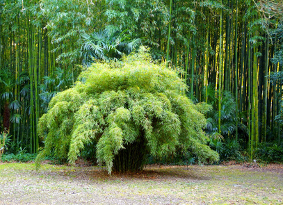 Bild 1 von Bambus Fargesia fungosa horstbildend 10 Samen