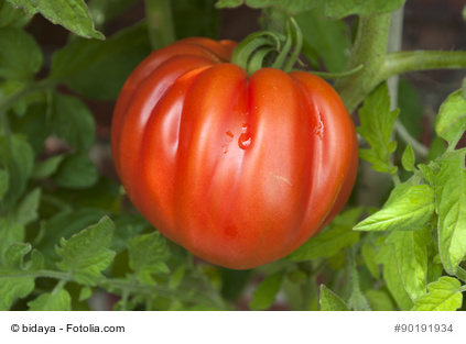 Bild 1 von Tomate Ochsenherz - Coeur de Boef - Cuore di bue 10 Samen