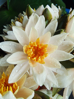 Bild 1 von Lotus weiss Nelumbo nucifera 3 Samen