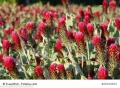 Inkarnatklee Blutklee Rosenklee Trifolium incarnatum 200 Samen