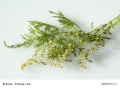 Bild 2 von Einjähriger Beifuss Artemisia annua Qing Hao 500 Samen Graines Sementes  Semi Seeds