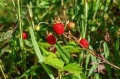 Walderdbeere Fragaria Vesca 50 Samen