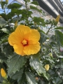 Bild 2 von Hibiscus Moscheutos orange 10 Samen