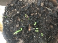 Bild 3 von Einjähriger Beifuss Artemisia annua Qing Hao 10.000 Samen  Graines Sementes  Semi Seeds