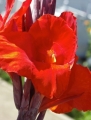 Canna Indica Indisches Blumenohr 10 Samen rot 10 Samen