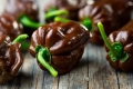 Chili Habanero chocolate 10 Samen