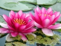 Lotus rot Nelumbo nucifera 3 Samen