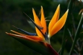 Strelitzia Nicolai Paradiesvogelblume 5 Samen