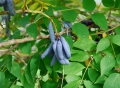 Blaugurkenbaum decaisnea fargesii 1000 Samen