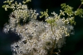 Echtes Mädesüß Filipendula ulmaria  100 Samen