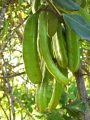 Johannisbrotbaum Ceratonia siliqua 5 Samen