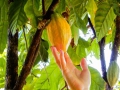 Theobroma Kakao Kakaobaum 5 Samen