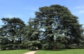 Libanon Zeder Cedrus libani 5 Samen