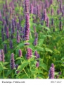 Koreanische Minze Agastache rugosa Teepflanze Bienenweide 100 Samen